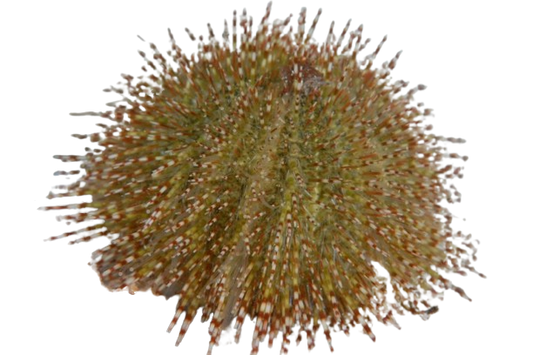 Green Urchin