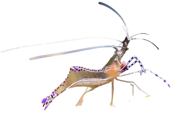 Holthuisi Anemone Shrimp