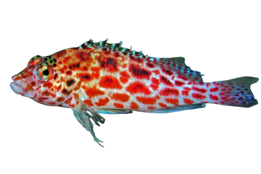 Coral Hawkfish