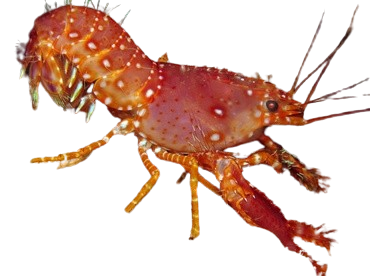 Red Reef Lobster T
