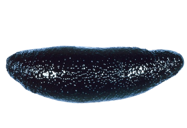 Black Sea Cucumber