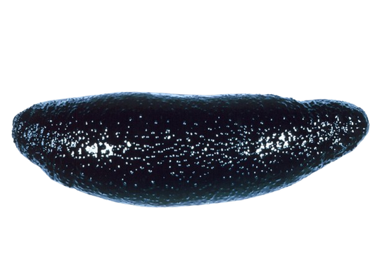 Black Sea Cucumber