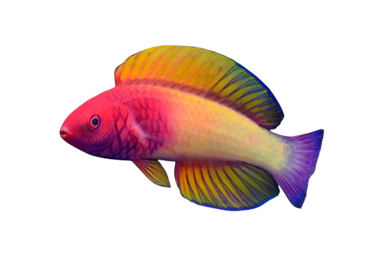 Red Velvet Fairy Wrasse 