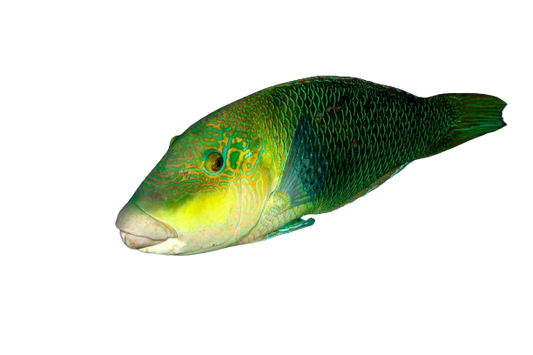 Blackeye Thicklip Wrasse