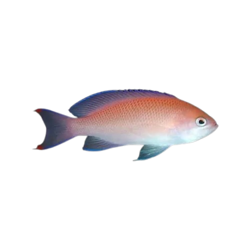 Common Anthia