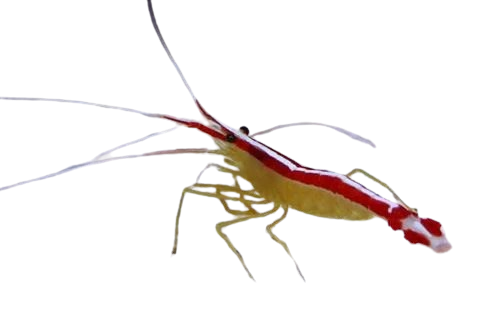 Cleaner Shrimp