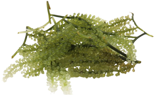 Grape Caulerpa