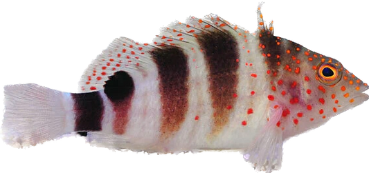 Caribbean Redspot Hawkfish