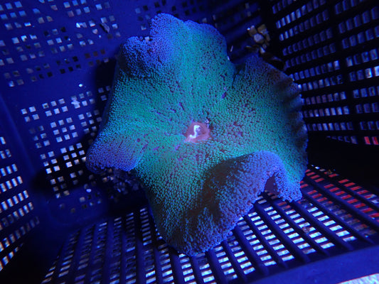 WYSIWYG Anemone #8