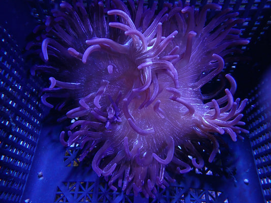WYSIWYG Anemone #14