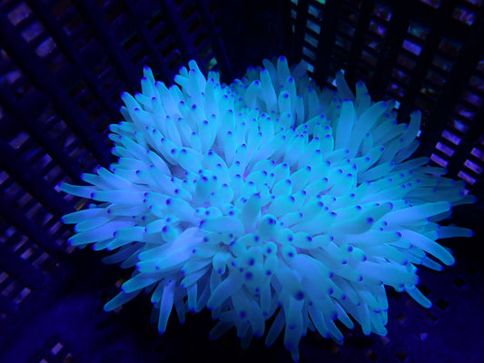 WYSIWYG Anemone #2