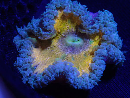 WYSIWYG Anemone #29
