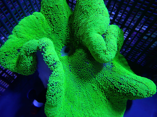 WYSIWYG Anemone #5
