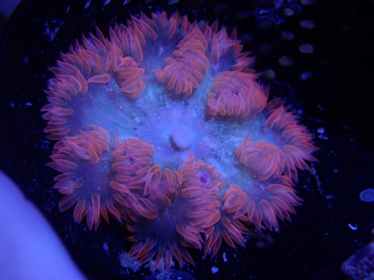WYSIWYG Anemone #25