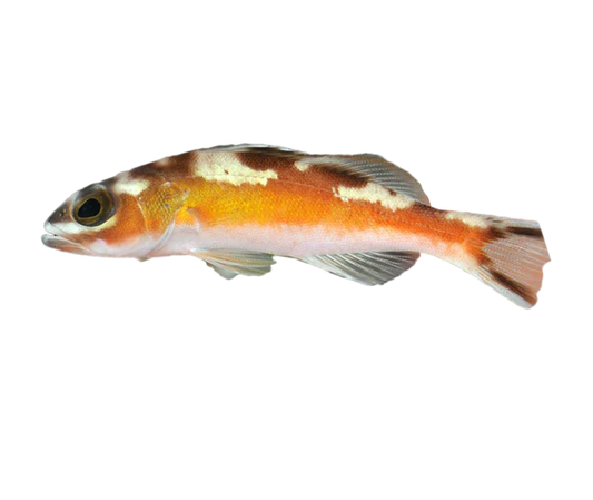 Tobacco Bass
