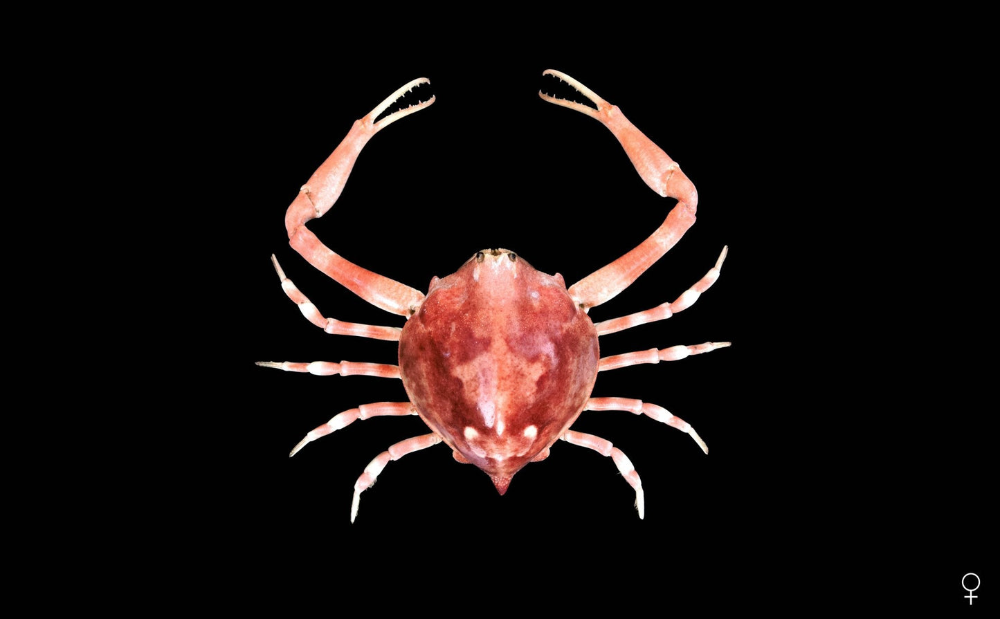 Grand Pebble Crab