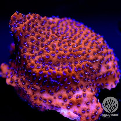 RW Cultured Mystic Monti Frag