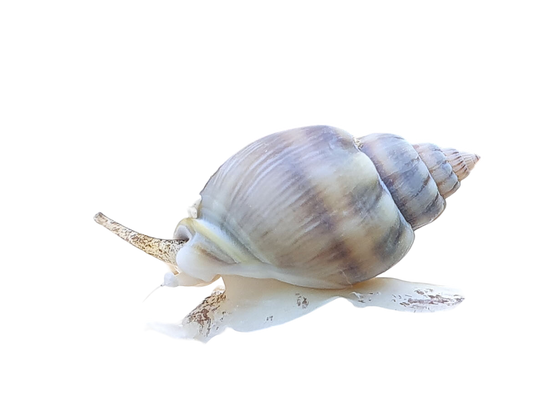 Tonga Nassarius