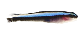 Captive Bred Neon Goby