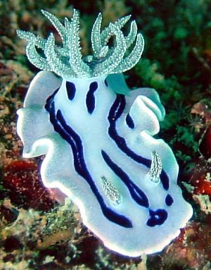 Willani Nudibranch (Eats Sponges)