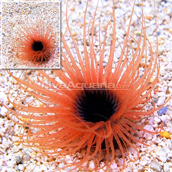 Tube Anemone - Ultra Orange & Purple Centre
