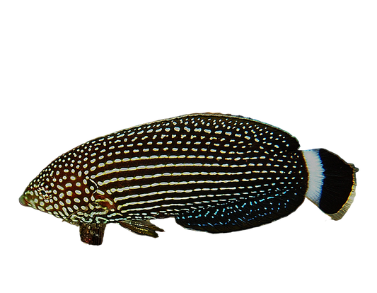 Lined Wrasse
