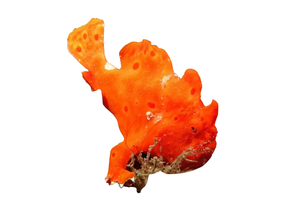 Fire Engine Red Frogfish