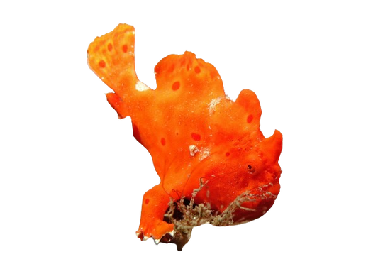 Fire Engine Red Frogfish