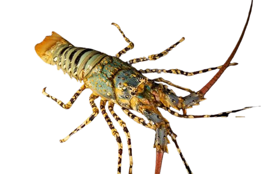 Ornated Spiny Lobster M