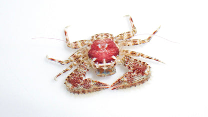 Assorted Porcelain Crabs
