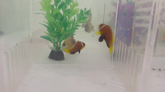 WYSIWYG CB Clownfish #6