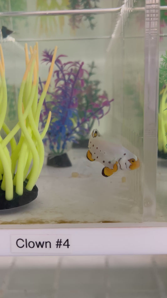WYSIWYG CB Clownfish #4