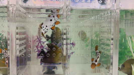 WYSIWYG CB Clownfish #7