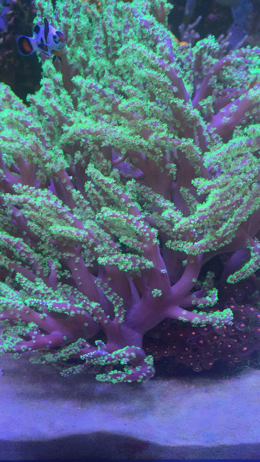Joker Finger Leather - Ultra Purple with Neon Green Polyps
