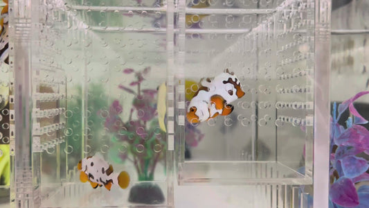 WYSIWYG CB Clownfish #10