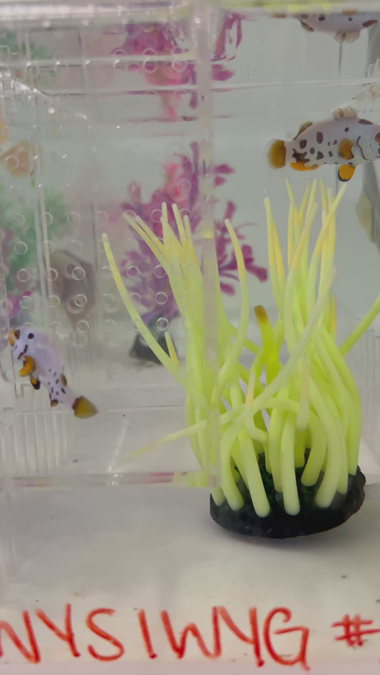 WYSIWYG CB Clownfish #2