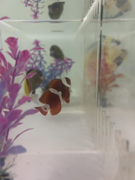 WYSIWYG CB Clownfish #5
