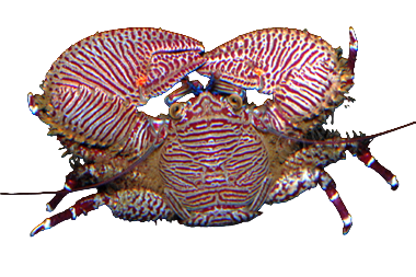 Assorted Porcelain Crabs
