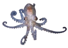 Atlantic Pygmy Octopus