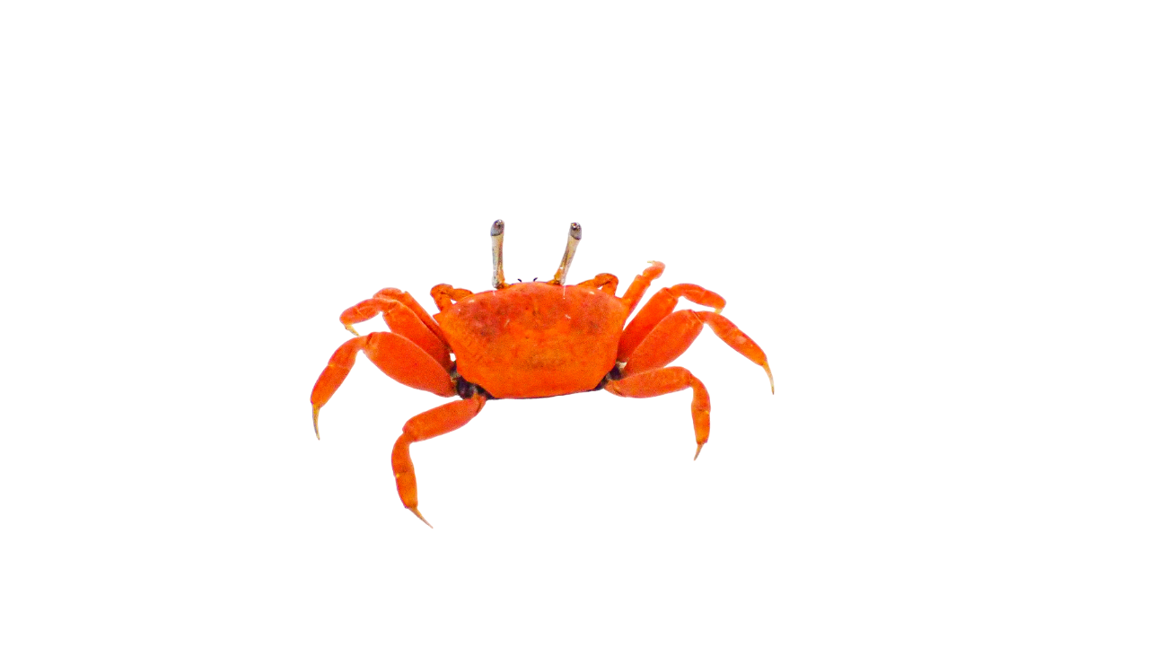 Red Fiddler Crab