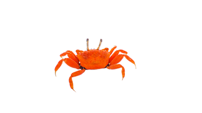 Red Fiddler Crab