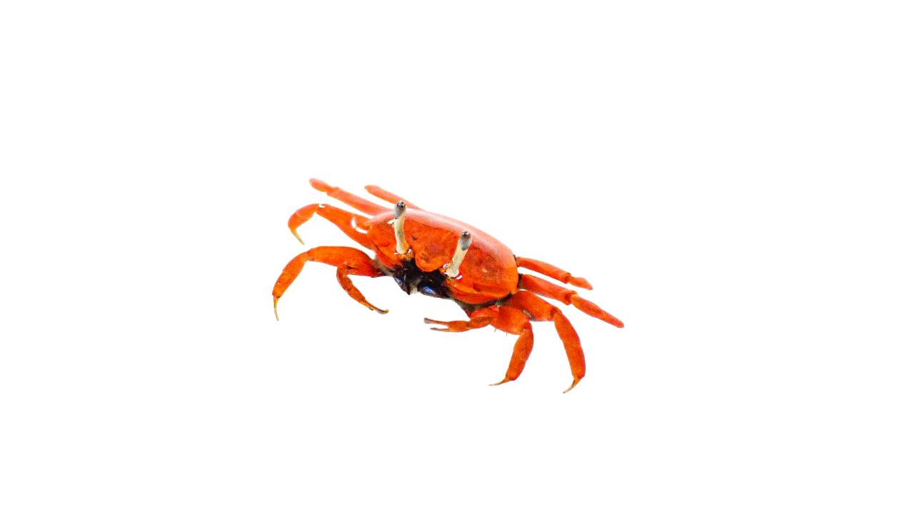 Red Fiddler Crab