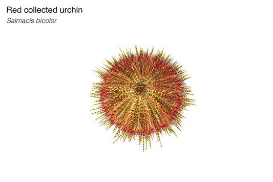 Red Collector Urchin