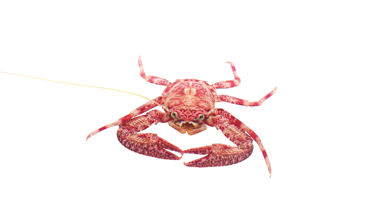 Assorted Porcelain Crabs