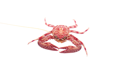 Assorted Porcelain Crabs
