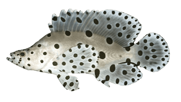Panther Grouper S