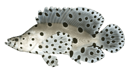Panther Grouper S
