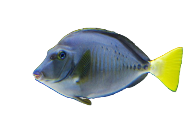 Yellowtail Sawtail RARE