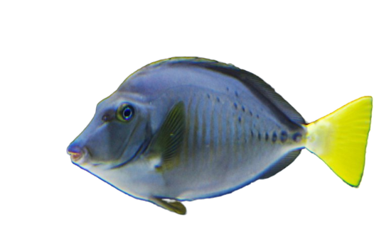 Yellowtail Sawtail RARE