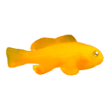 Yellow Clown Goby